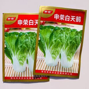申荣白天鹅快菜种子 矮脚白小白菜种子 白梗速生抗病小白菜种子