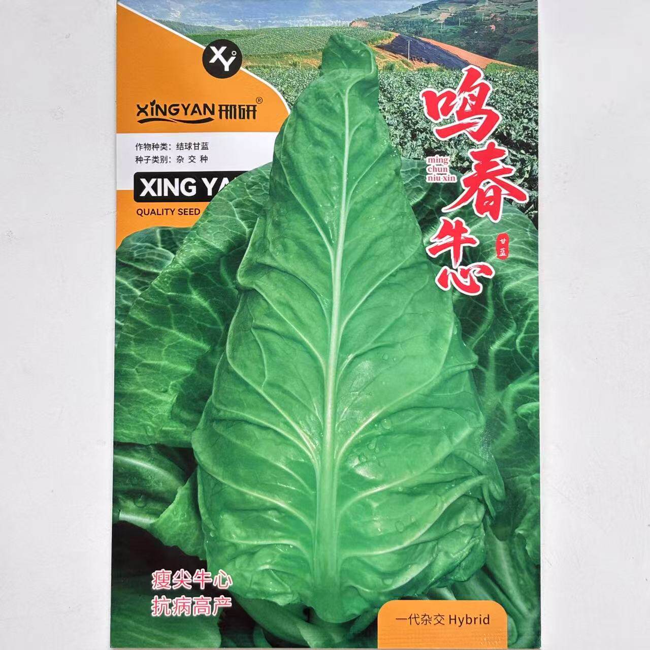 鸣春牛心中熟杂交瘦尖牛心甘蓝种子冬性强抗病高产耐抽苔口感甜脆