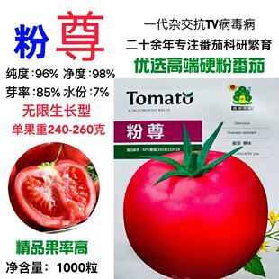 粉尊番茄种子无限生长型硬粉番茄种籽四季 西红柿种籽高产抗病正品