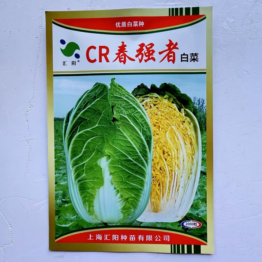 汇阳福锦一代杂交黄心大白菜种子春播耐寒黄芯叶球合抱内白菜种子