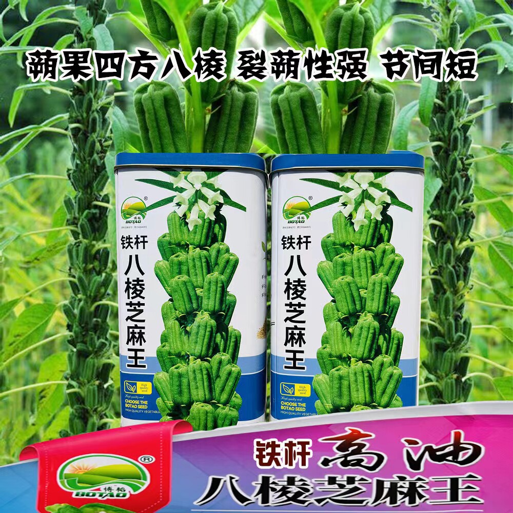 铁杆八棱芝麻王白芝麻种子单杆型抗病高产含油高大田种孑抗旱耐渍