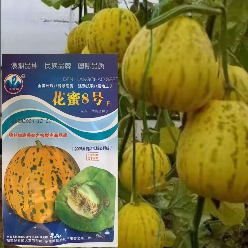 浪潮花蜜8号杂交甜瓜种子花蜜圆梨形八里香香瓜黄皮豹纹绿肉耐裂
