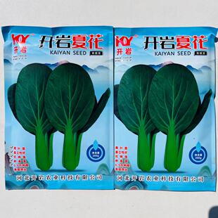 开岩夏花耐热耐湿墨绿大叶青梗菜种子种籽夏季小青菜春夏秋蔬菜孑