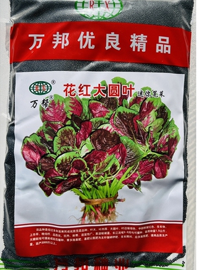 花红大圆叶红苋菜种子,早熟叶圆阔大尾稍尖叶面紫红色根红色500克