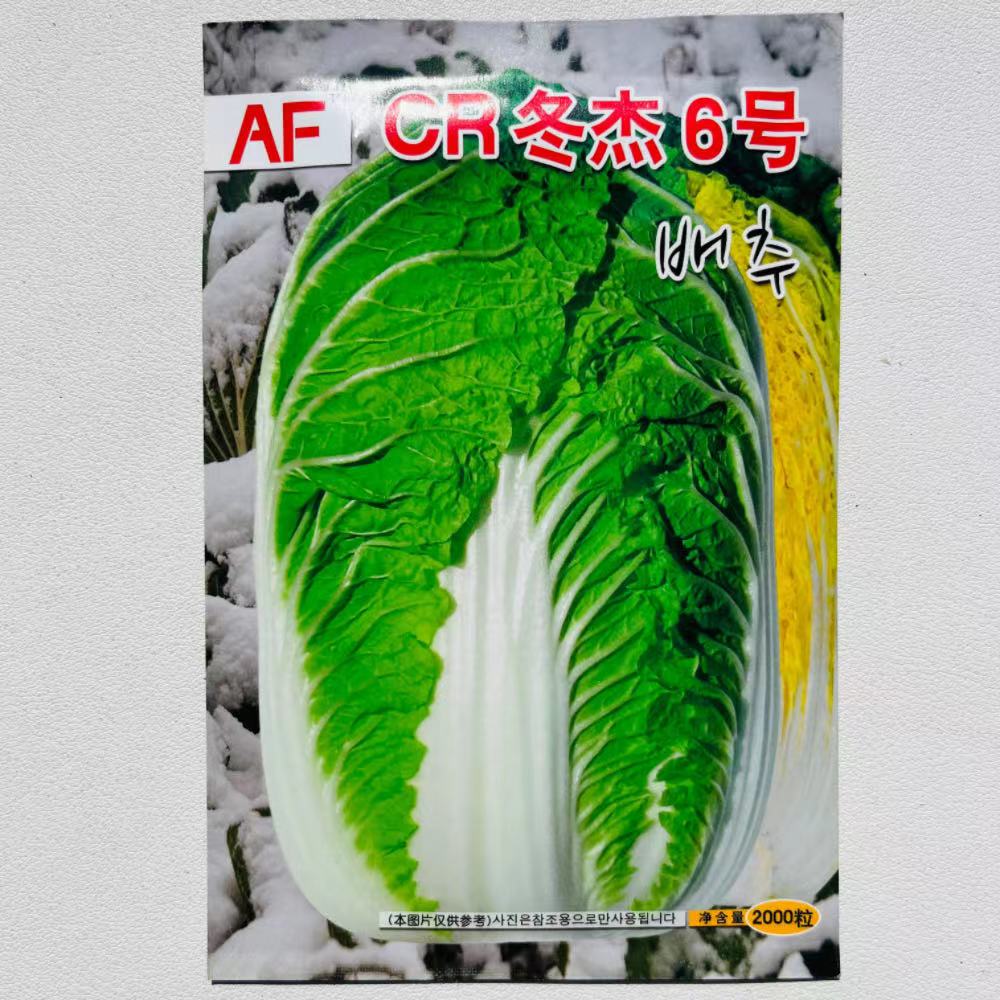 安峰 CR冬至6号大白菜种子中晚熟越冬白菜耐寒高产抗病黄心大白菜
