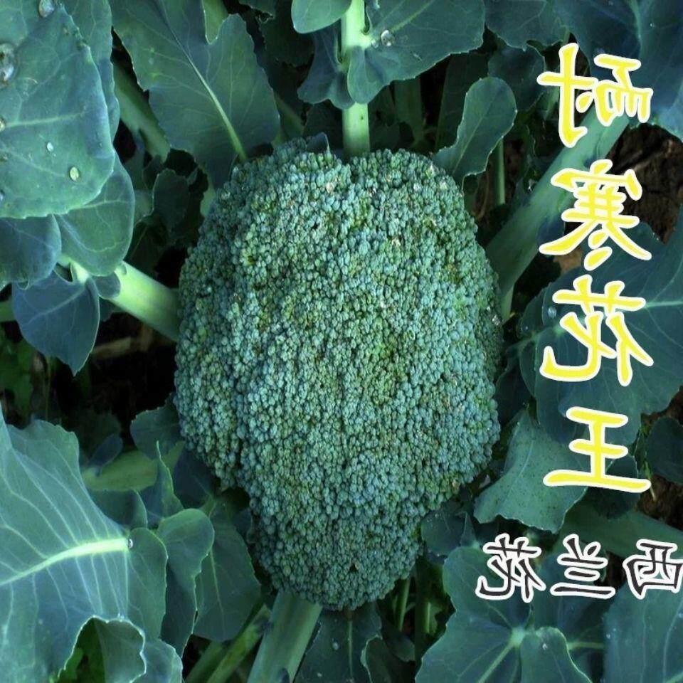 进口川禾耐寒花王西兰花种子有机绿菜花青花菜西蓝花籽花椰菜抗病