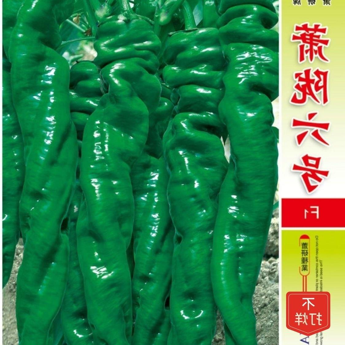 萧陇六号辣椒种子高产特大