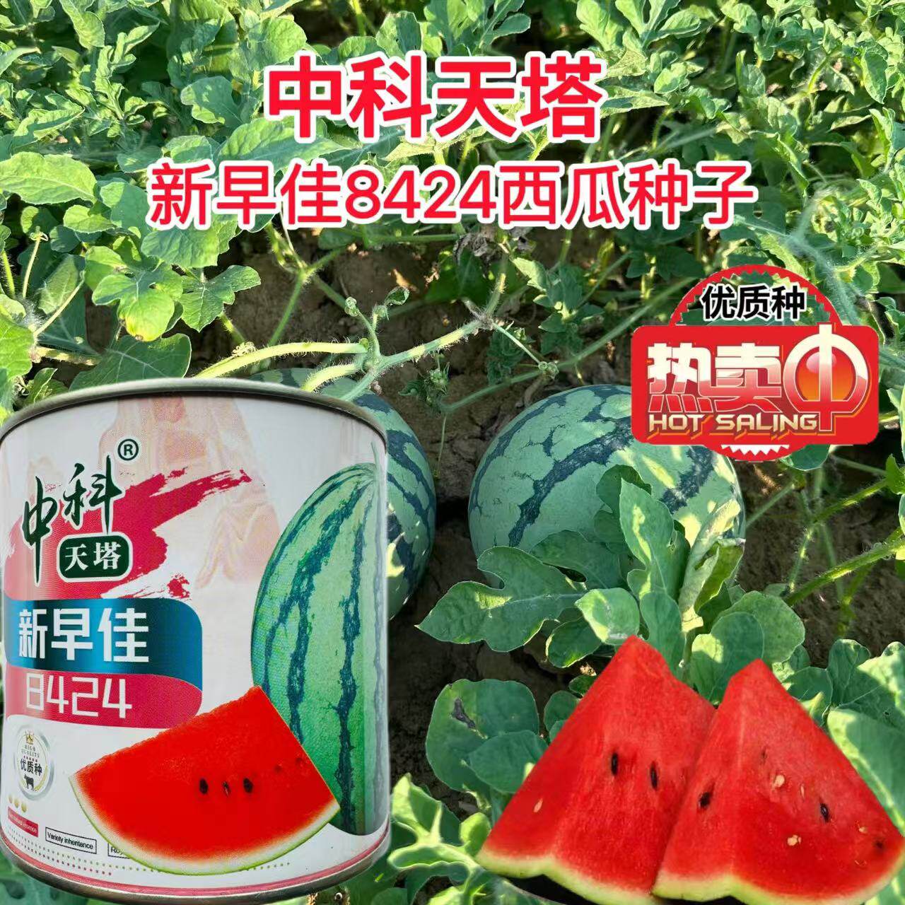 中科天塔新早佳8424西瓜(罐装)种子南方春秋季播高产四季水果种子
