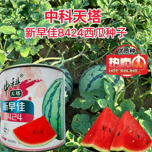 中科天塔新早佳8424西瓜(罐装)种子南方春秋季播高产四季水果种子