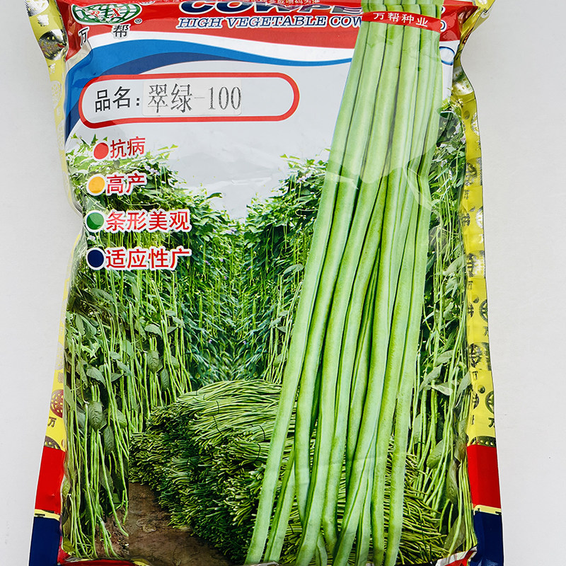 翠绿100豇豆种子高产厚肉长豆角种籽翠绿油亮耐老不鼓籽春秋播种