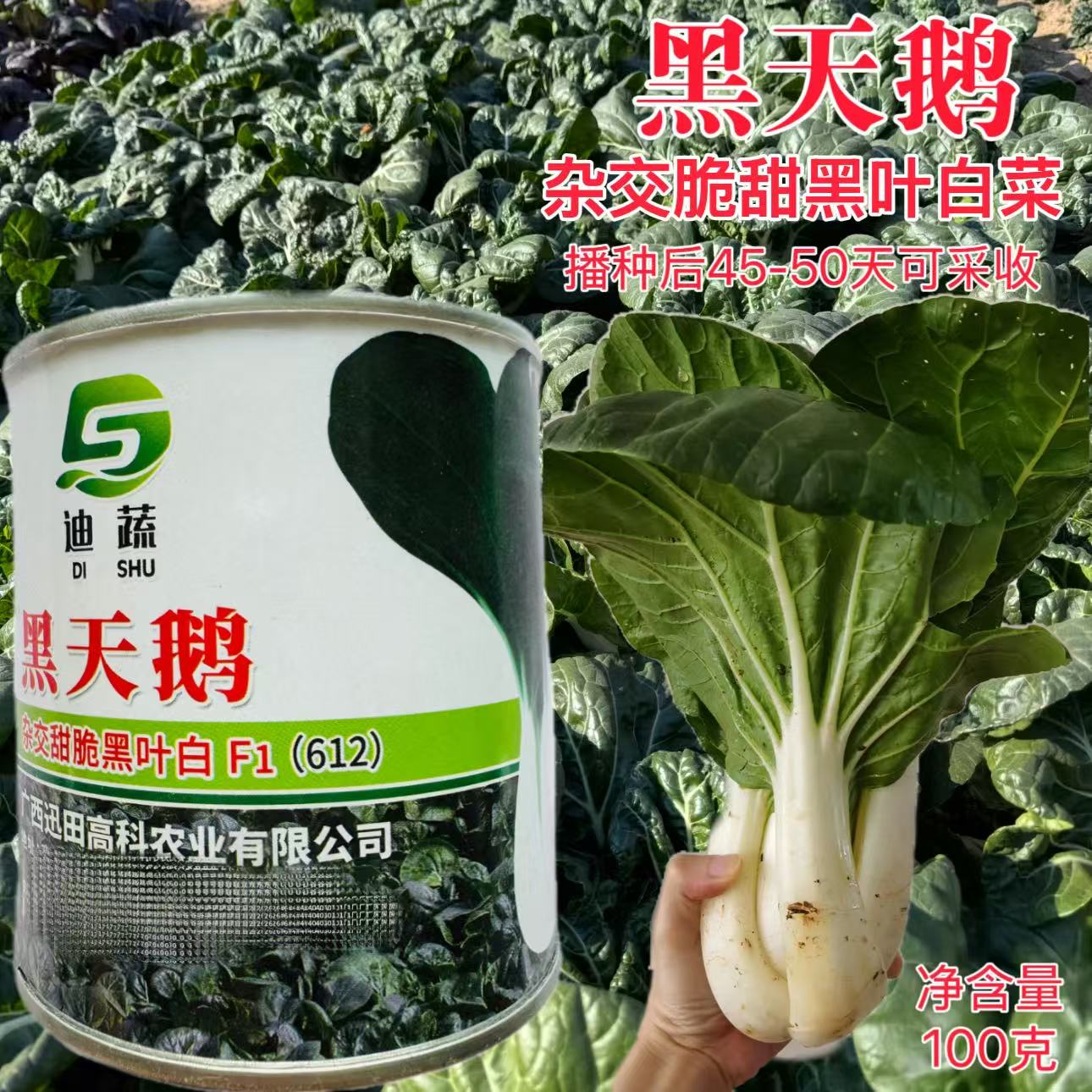 黑天鹅春不老黑油白菜种子杂交脆甜黑叶白菜叶色浓绿耐寒好可越冬