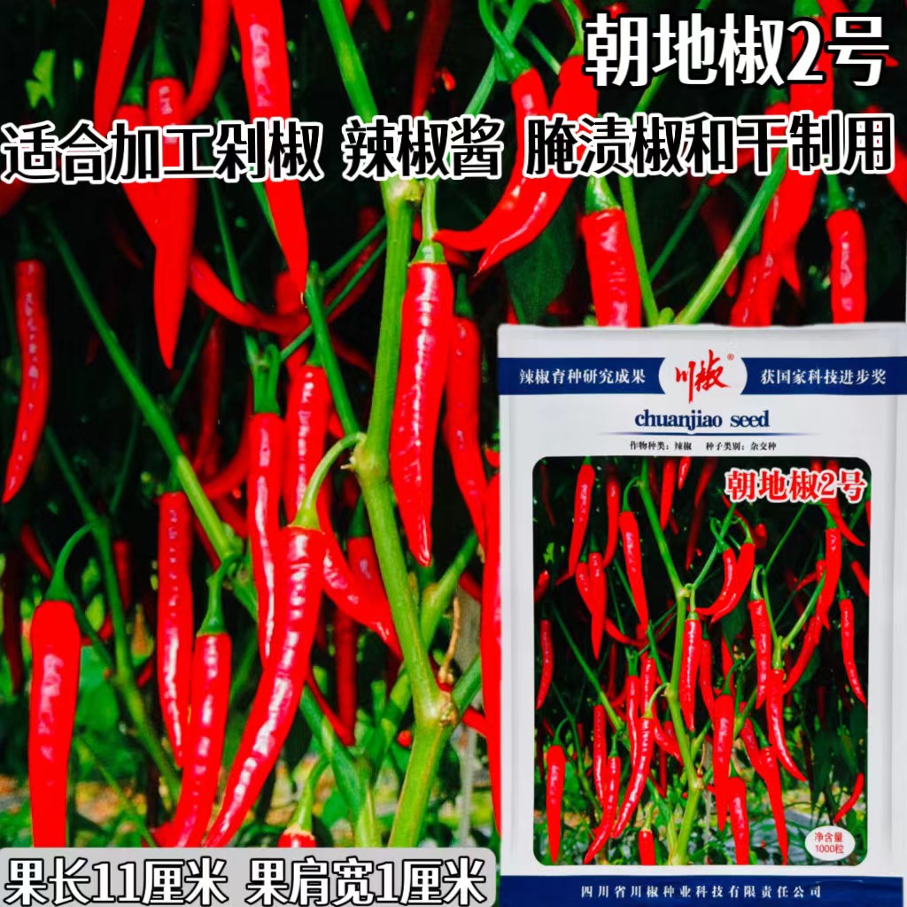朝地椒2号辣椒种子辣味浓郁抗病抗逆蔬菜种籽阳台庭院大田春秋播
