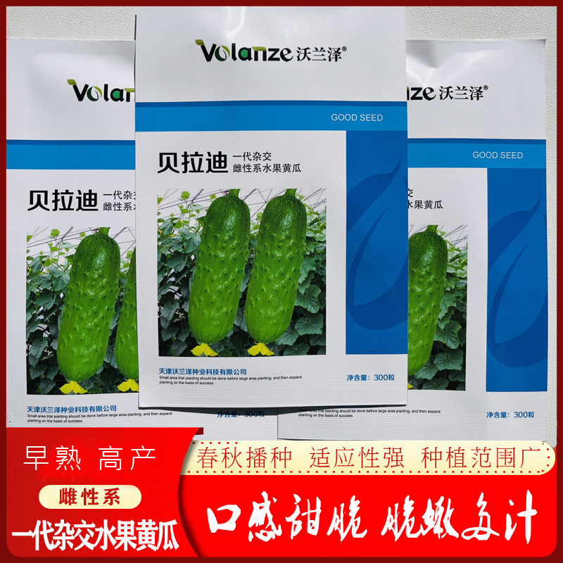贝拉迪油亮型雌性水果黄瓜大田蔬菜种子高产口感脆嫩黄瓜种子抗病