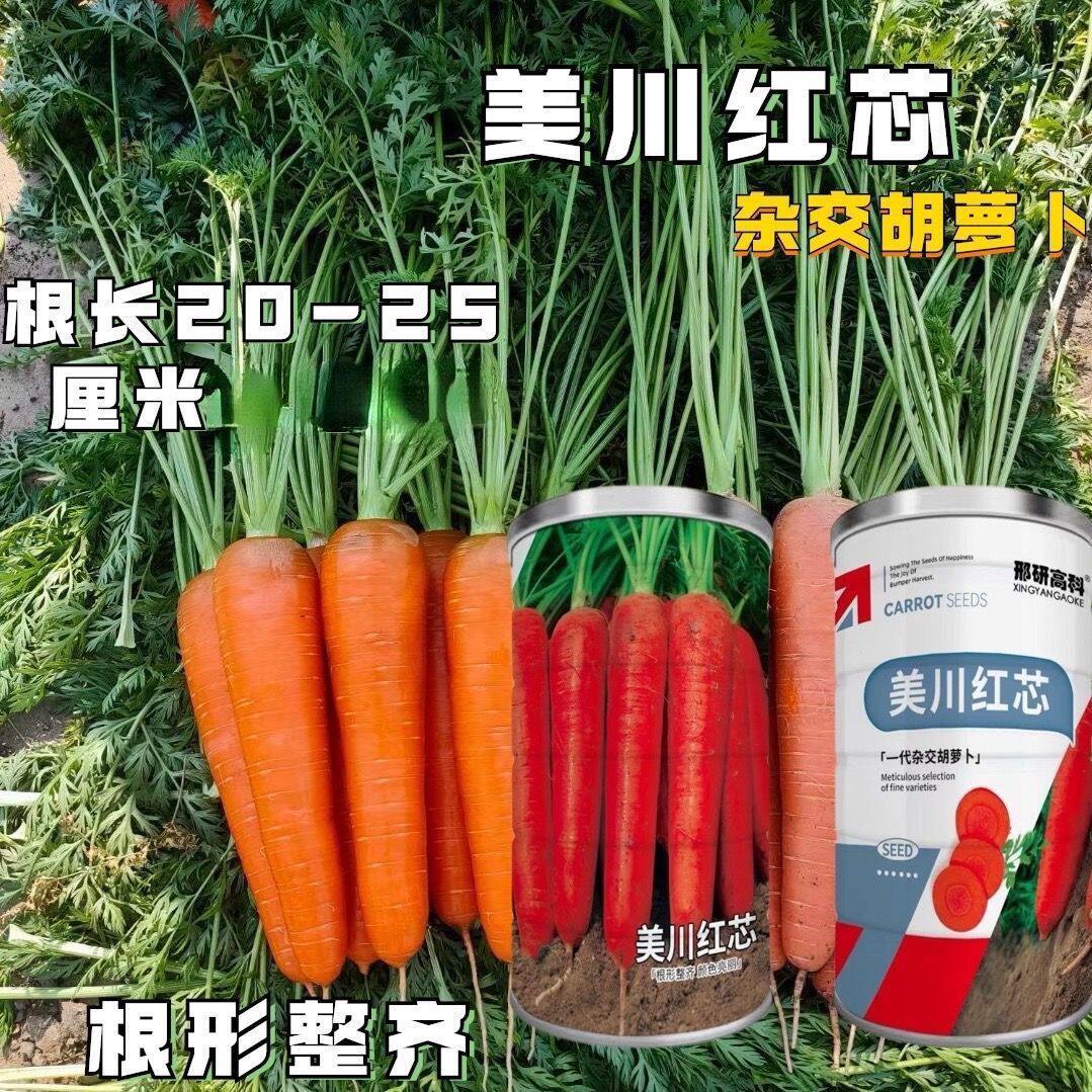 美川红芯杂交一代胡萝卜根形整齐颜色亮丽肉质鲜红细嫩品质好量产