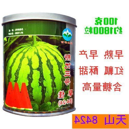 西瓜种子天山早佳842熟高