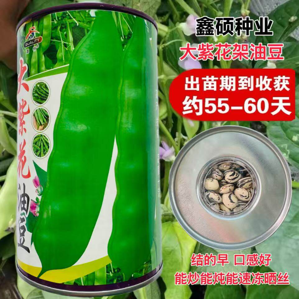 大紫花油豆东北油豆角种籽种子高产油豆蔬菜孑扁豆大宽四季芸豆