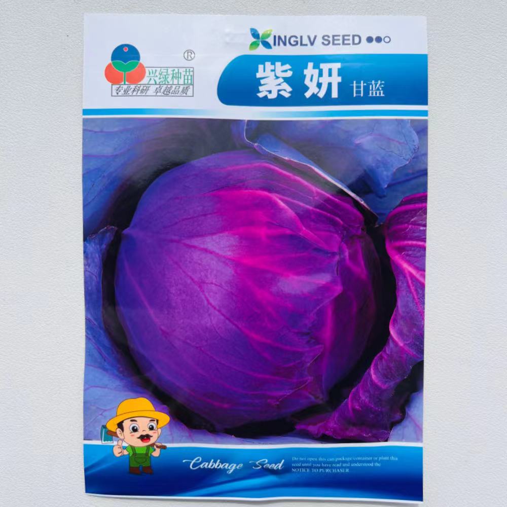 紫妍甘蓝种子杂交中熟一代杂交紫包菜卷心菜种籽农家春秋季播
