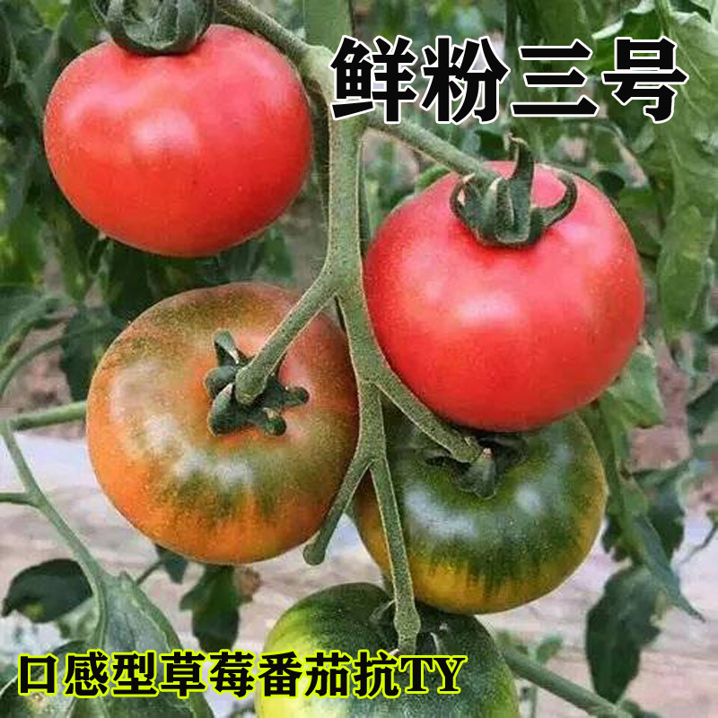 草莓番茄种子鲜粉三号种苗柿子抗