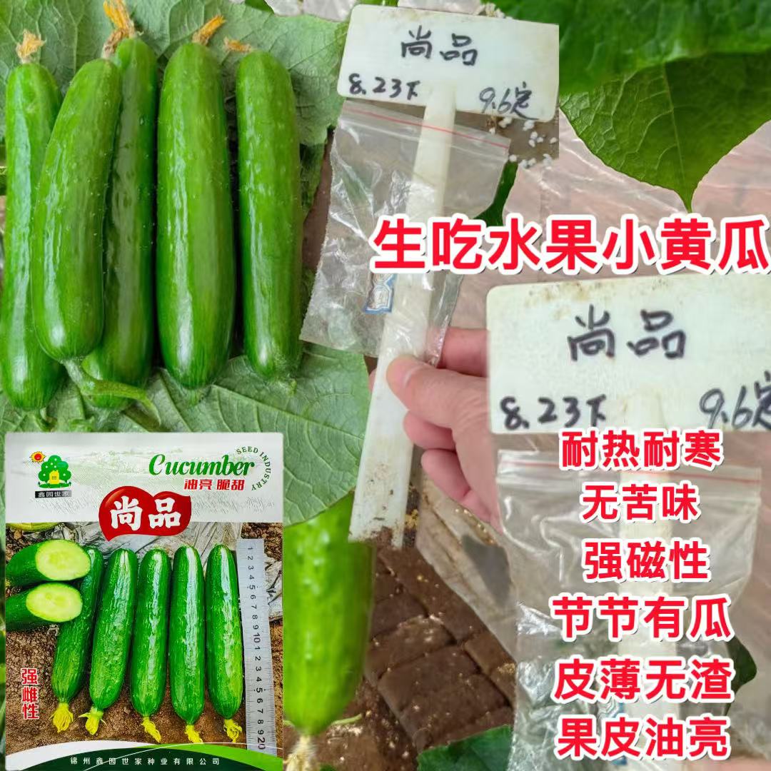 尚品水果黄瓜种子节节有瓜强雌油亮皮水果黄瓜种子无苦味春秋冬季