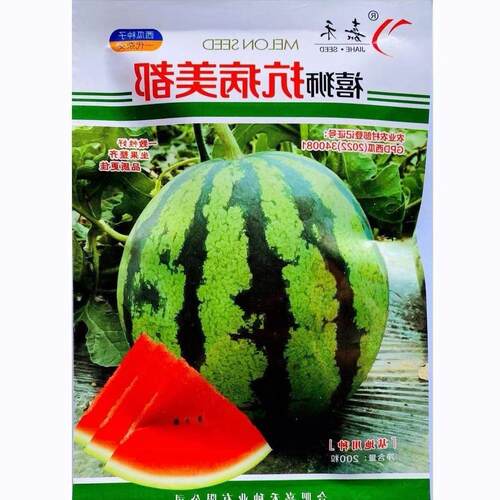 抗病美都西瓜种子中熟圆形