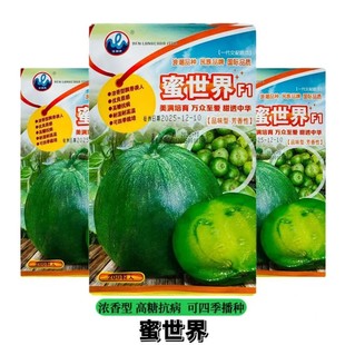 蜜世界四号甜瓜种子超甜冰糖心绿宝瓜种甜脆香蜜高糖抗病薄皮香瓜