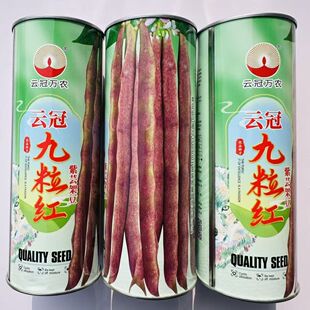 云冠九粒红紫芸架豆种子蔓生荚嫩无纤维肉厚抗病强产量高春秋种植