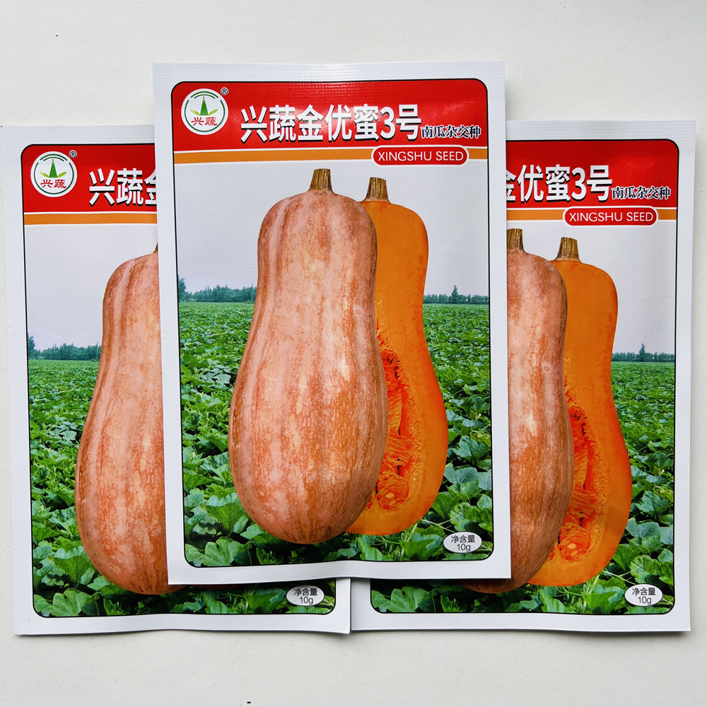 兴蔬金优蜜3号南瓜种子早栗蜜本南瓜种籽超甜粉面甜南瓜早熟高产