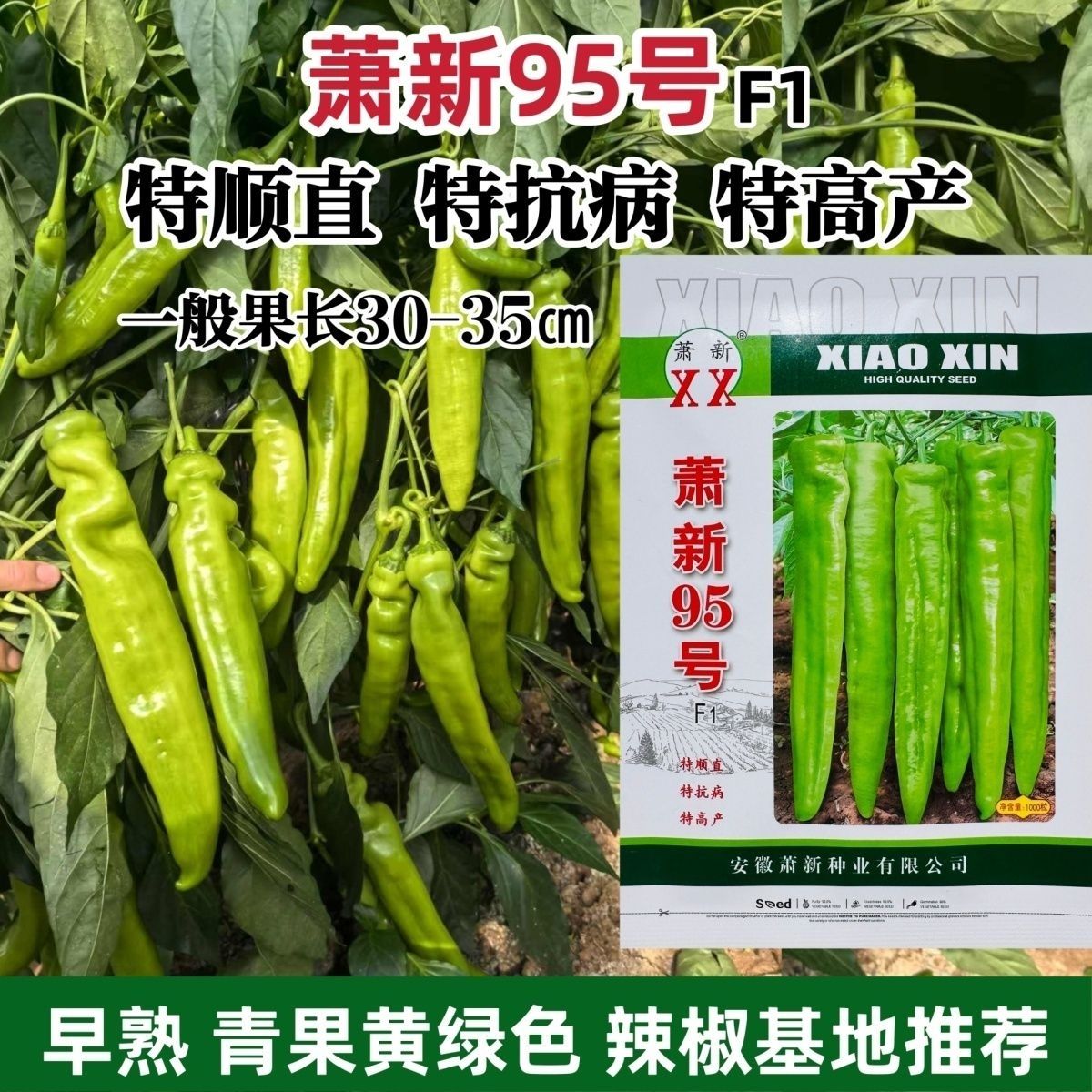萧新95号黄绿皮辣椒种子早熟顺直光亮粗长羊角形辣椒种籽高产抗病