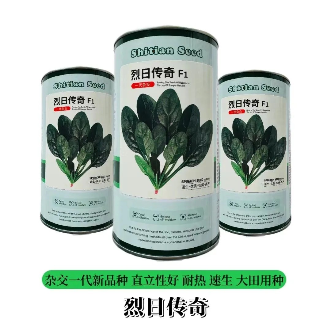 烈日传奇耐热菠菜种子抗热速生抗病耐抽苔高产大圆叶菠菜种子籽孑