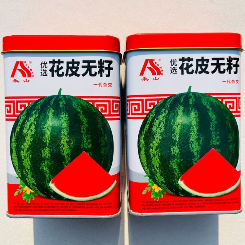 超甜大果花皮无籽西瓜种子高圆果形甜度高梯度小红瓤西瓜水果种籽