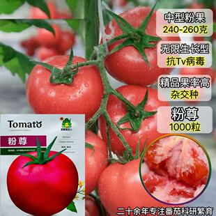 粉尊番茄种子硬粉大果西红柿种籽无限生长型抗病强春秋番茄种子孑