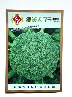 绿美人75西兰花种子中熟株型直立侧枝少花蕾细小紧密秋播青花菜籽