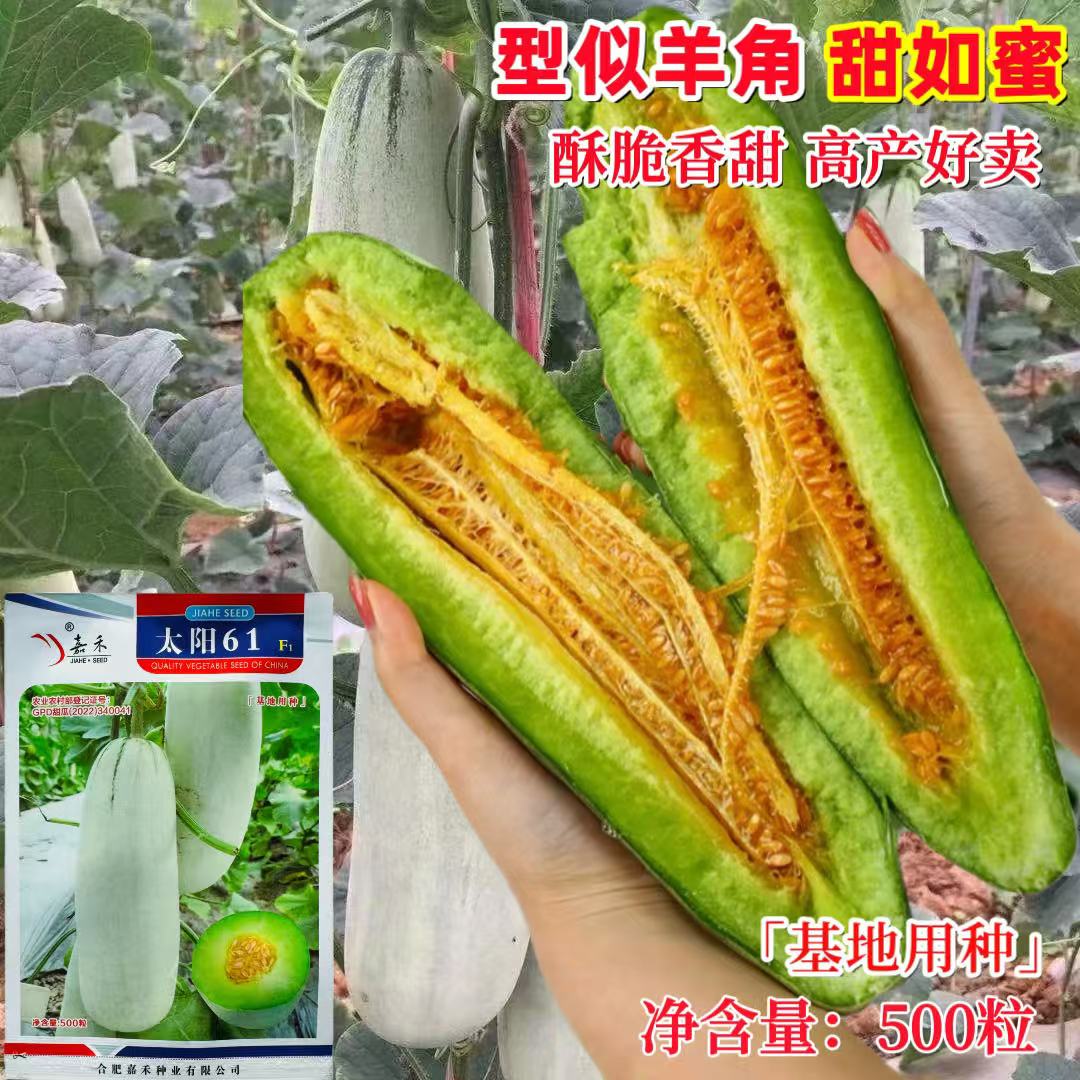 太阳61薄皮杂交甜瓜种子皮色灰白果肉酥脆香甜瓜种籽抗病高产种孑