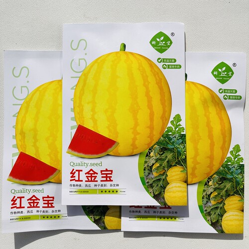 科望红金宝西瓜种子早熟圆球果皮金黄色果肉大红肉质细脆多汁皮薄