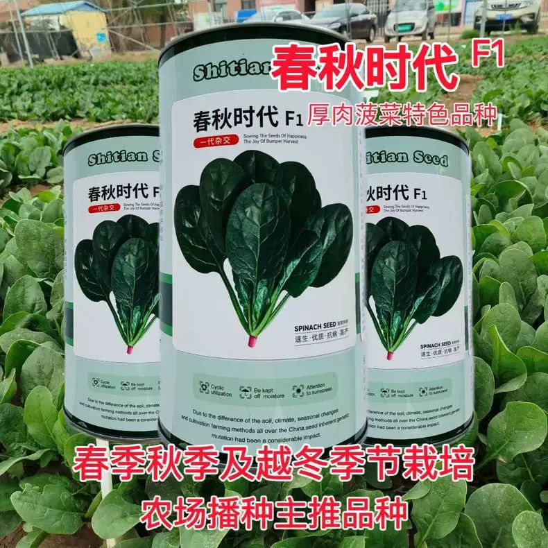 春秋时代杂交菠菜种子春秋四季耐热耐寒高红根波菜蔬菜籽原装正品