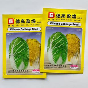 德高菜种子盈煌大白菜种籽全黄心大白菜种孑早熟抗根肿病强基地籽