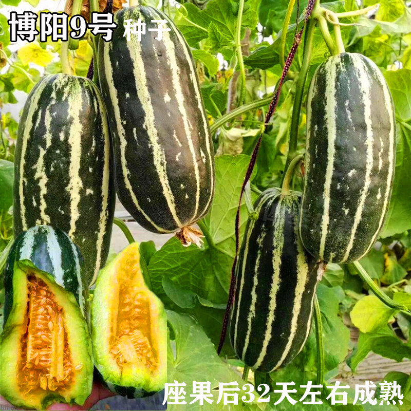 博阳9号甜瓜种子薄皮香瓜种籽博