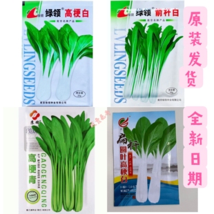 高梗白青菜种子 长梗高杆白菜种子 箭杆白长杆白菜种子可腌制酸菜