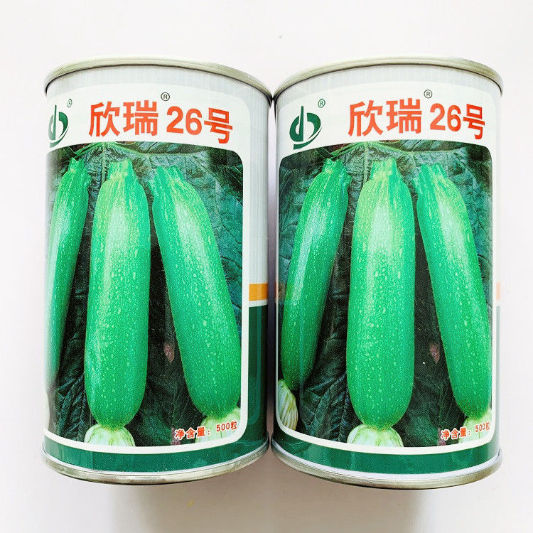 欣瑞26号西葫芦种子抗病抗寒瓜种籽批发春秋冬杂交高产翠绿西葫芦