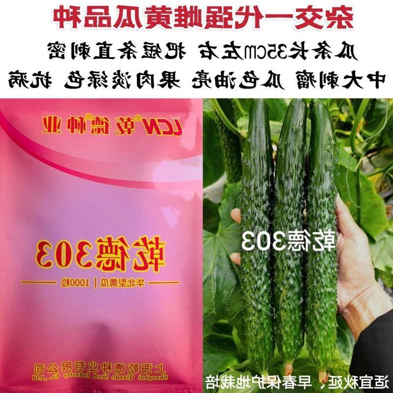 乾德辣椒种子强雌油亮型种籽长条密刺辣椒种子瓜把短条直