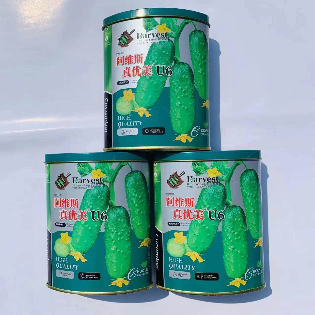 阿维斯真优美U6绿如意水果黄瓜种子高产抗病耐热黄瓜香味水果型种