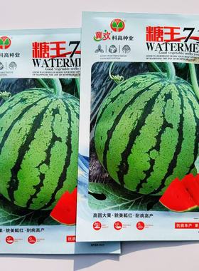 糖王711中型有籽西瓜种子杂交一代高圆大果近球形瓤红色肉质细脆