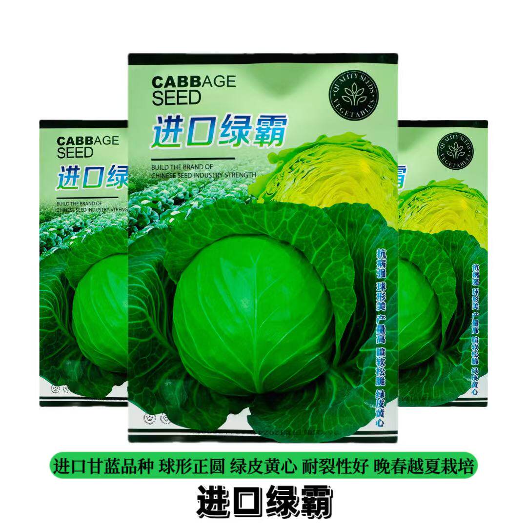 进口绿霸甘蓝种子基地合作社专用甘蓝种子浓绿抗病甘蓝种子品质佳