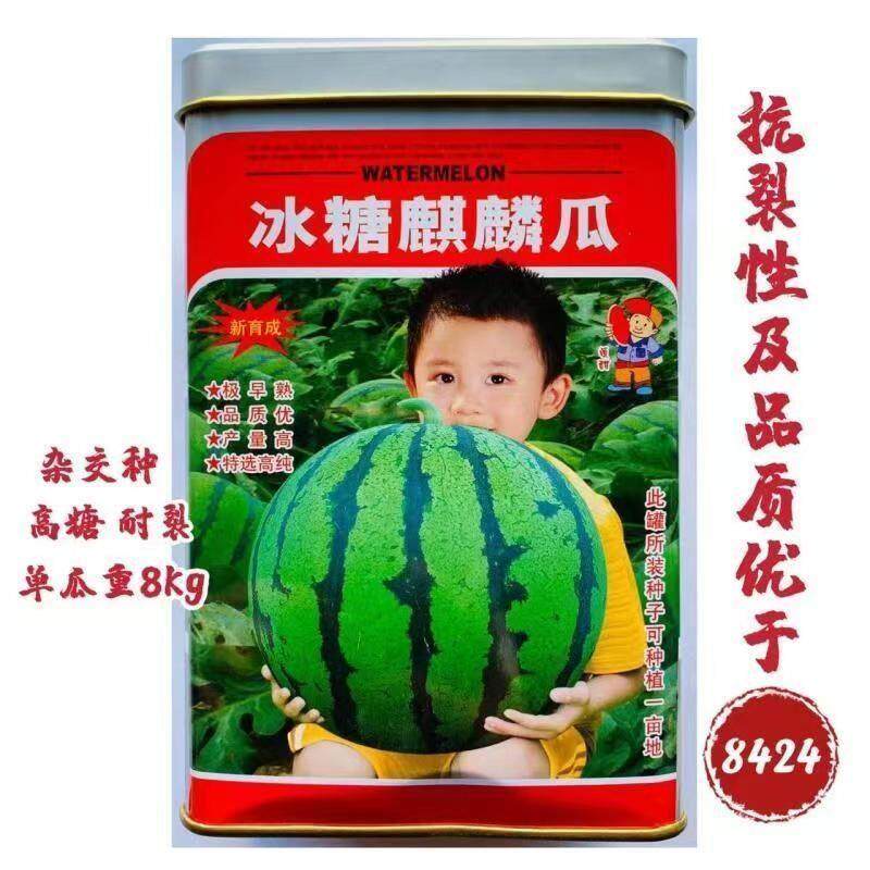 罐装冰糖麒麟瓜种子西瓜种子极早熟产量高皮薄高糖抗裂耐低温四季