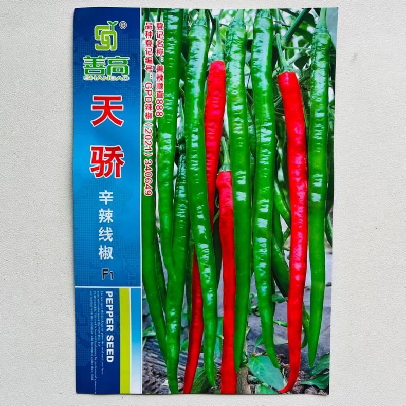 天骄辣椒种子早中熟辛辣长线椒种籽呼直辣味香浓青红两用蔬菜种子