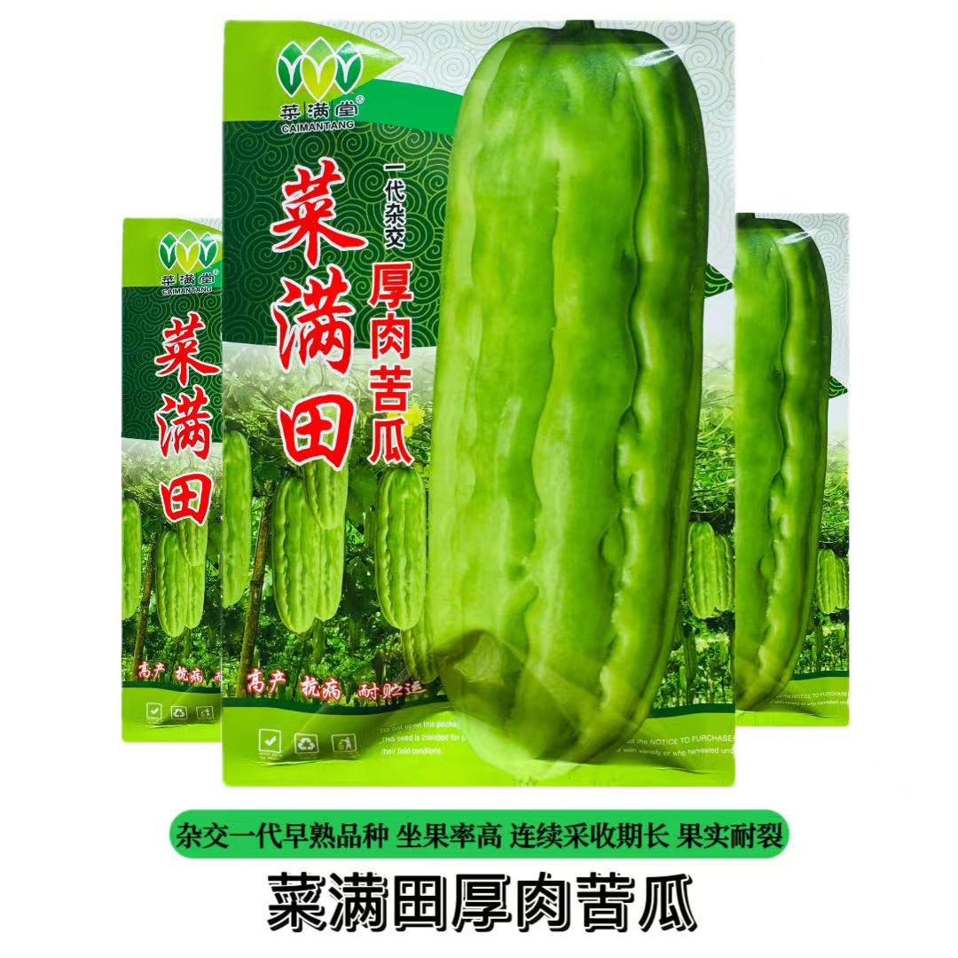 菜满田杂交中熟厚肉苦瓜种子颜色油绿略白有光泽瓜实耐裂耐高温