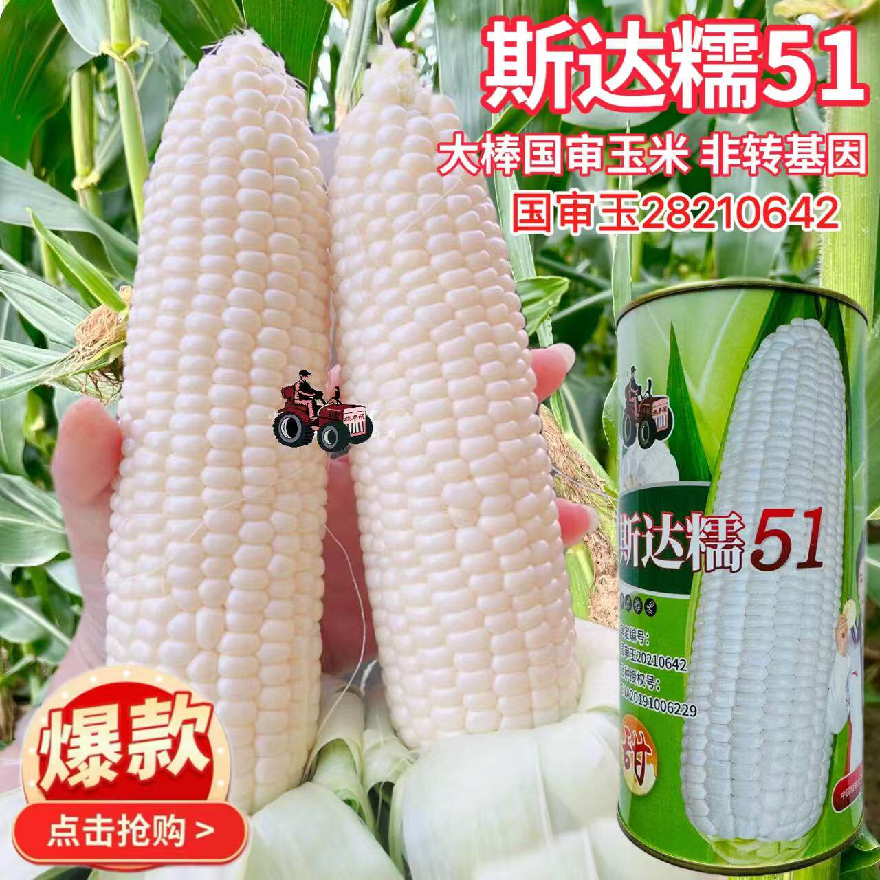 斯达糯51白糯玉米种子大田春秋高产大棒鲜食糯粘白玉米籽包谷种籽