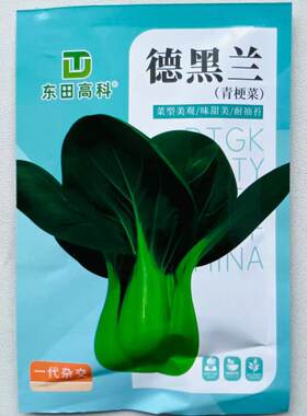 德黑兰青梗菜种子高产抗病耐抽耐热耐湿春秋播种大田基地蔬菜种籽
