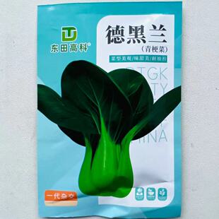 德黑兰青梗菜种子高产抗病耐抽耐热耐湿春秋播种大田基地蔬菜种籽