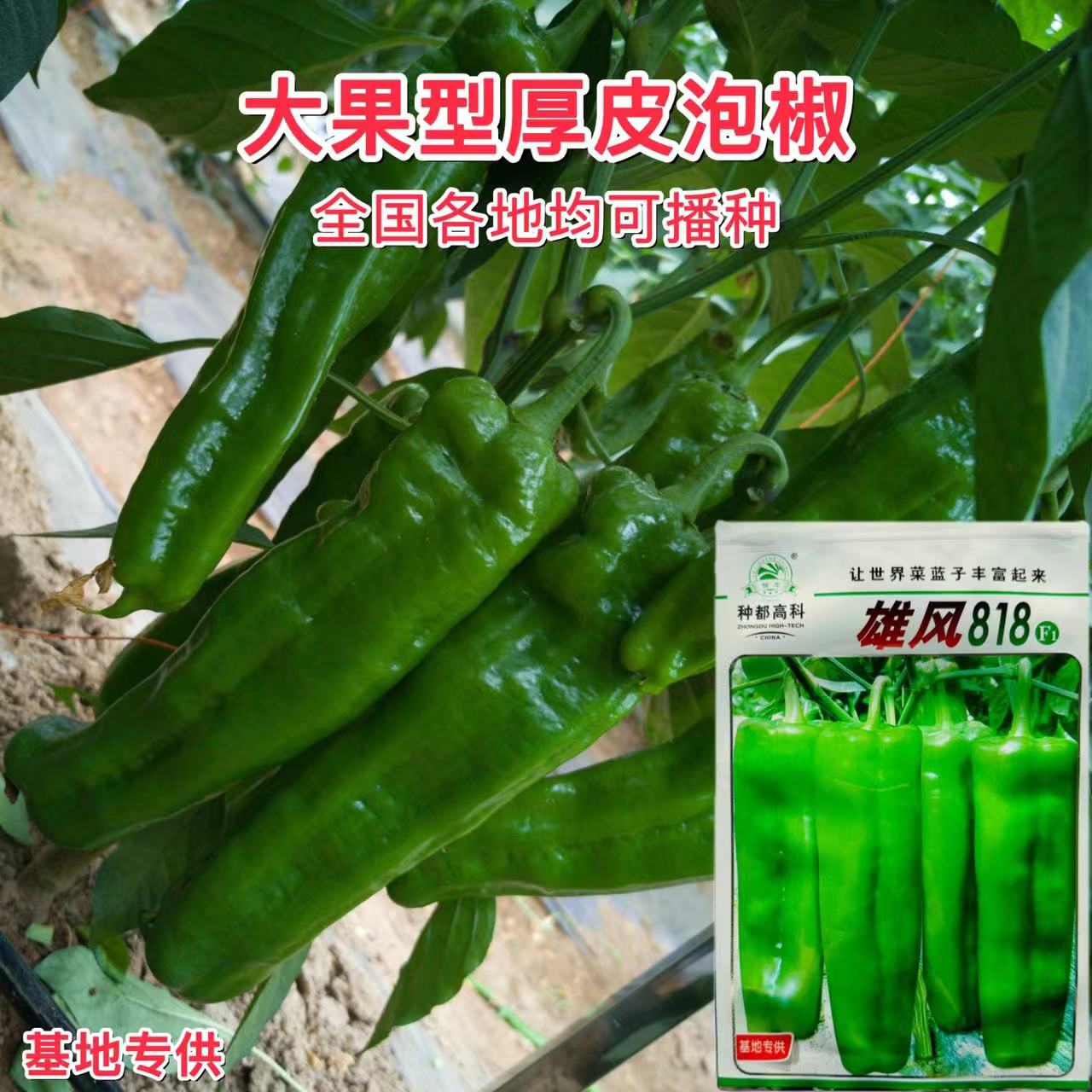 雄风818大青辣椒种子菜椒大果泡椒种子辣椒种子 基地早熟青椒种子